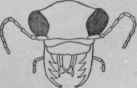 Mouth parts of a biting insect.
