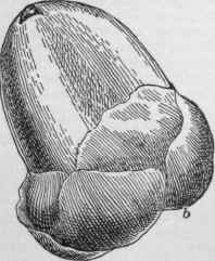 (Nat. size.)