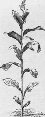 Old time canna.