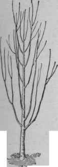 Tall erect growth of sweet cherry.