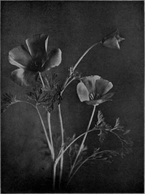 The California poppy. Eschscholtzia californica.