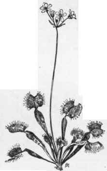 The Venus' Fly trap  Dionaea muscipula.