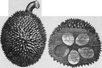 The durian Durio zibethinus. (X 1/4) (From an early representation of the fruit.)