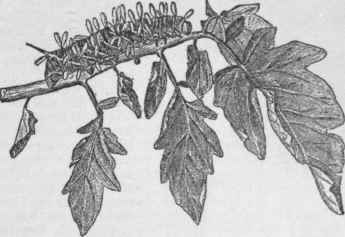 Tomato worm attacked by parasitic insects.
