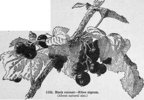 When to renew the plantation.