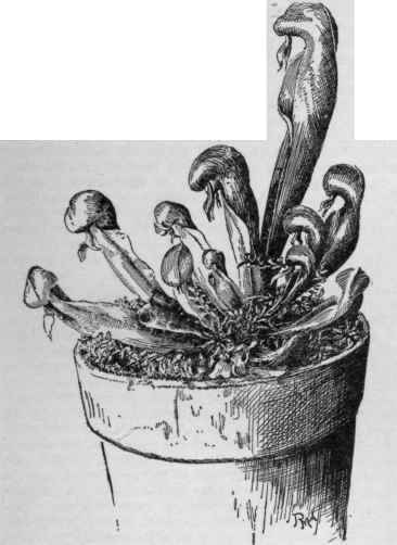 Young plant of Darlingtonia.