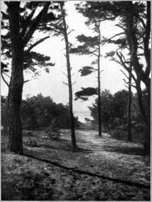 Figure 28. WOODLAND PLANTING Natural growth on the Massachusetts coast