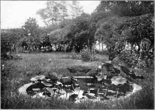 Figure 30. GARDENKSQUE PLANTING