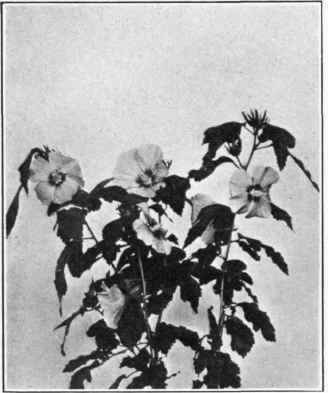 Figure 33. ROSE OF SHARON Hibiscus