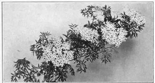 Figure 34. THE GOLDEN ELDER CUT LEAF VARIETY
