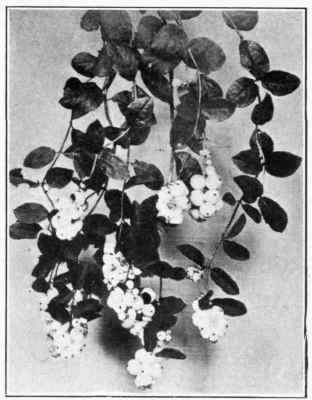 Figure 35. SNOW MERRY Symphoricarpus racemosus