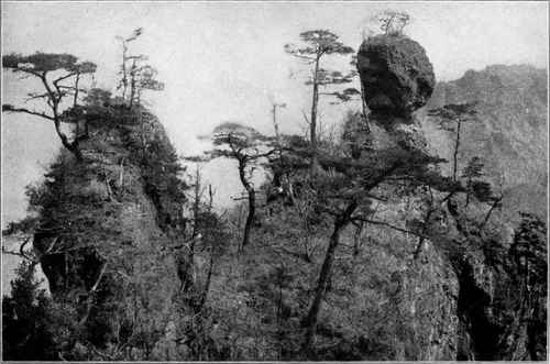 Figure 37. REPETITION OF GEOLOGICAL CHARACTERISTICS IN TREE FORMS