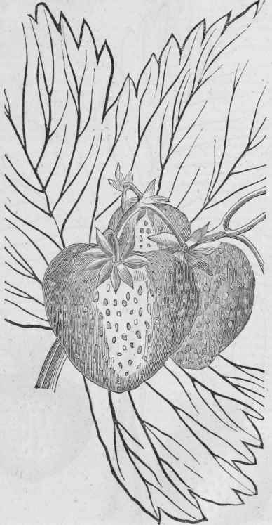 Cushing Strawberries 170