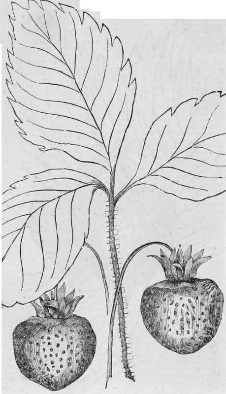 Cushing Strawberries 171