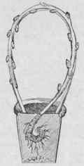 Cuttings 71