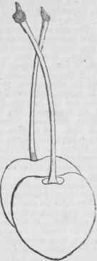 Elton Pom Mag Thomp 29