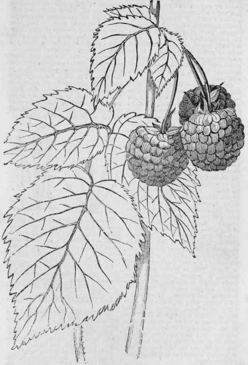 Fastolff Raspberry