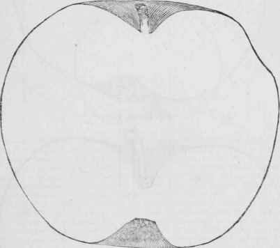 Hagloe 6