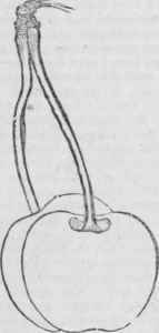 Knight s Early Black Pom Mag Thorn 28