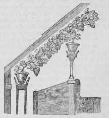 Vines In Pots 74