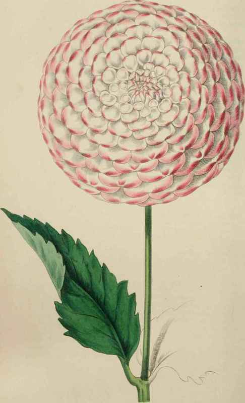 DAHLIA. Beauty of Hastings.