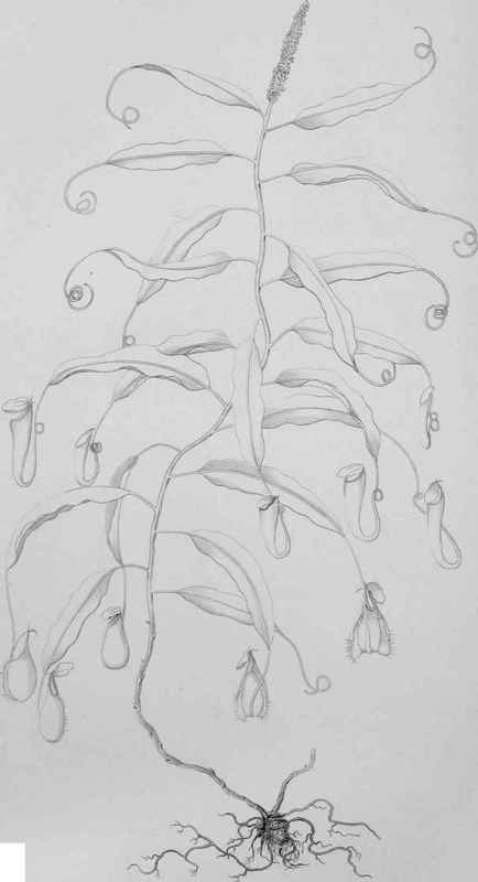 NEPENTHES RAFFiLESIANA.