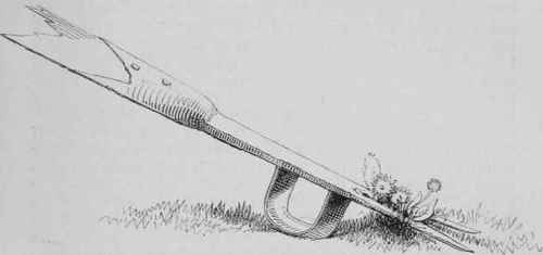 Our Garden Birds Insects C The Daisy And Its Eradi 1850007