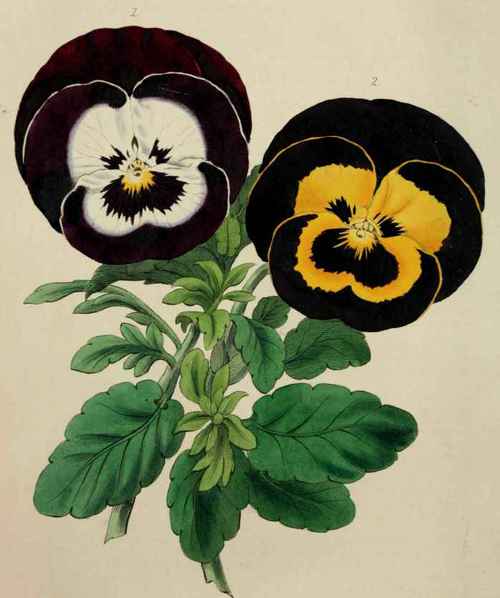 PANSIES.