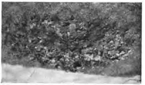A bed of squills covered with leaves for the winter.