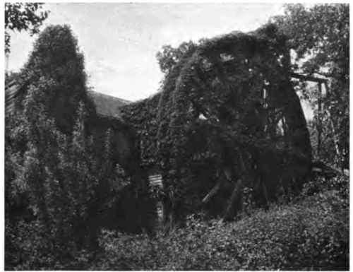 A bit of Nature's gardening   an abandoned mill covered by native vines.