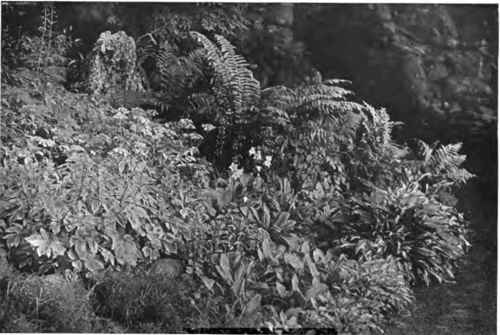 A bit of nature like rock gardening on the Hunnewell estate.