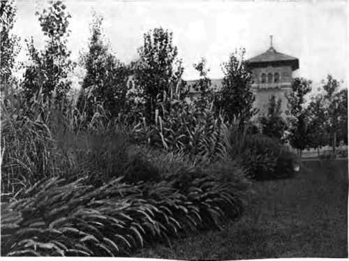 A fine ted of grasses at the Pan American.