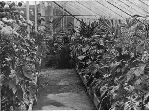 A general collection of plants at the end of the chrysanthemum Season.