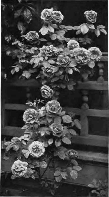 A good pillar rose. Climbing General Jacqueminot.