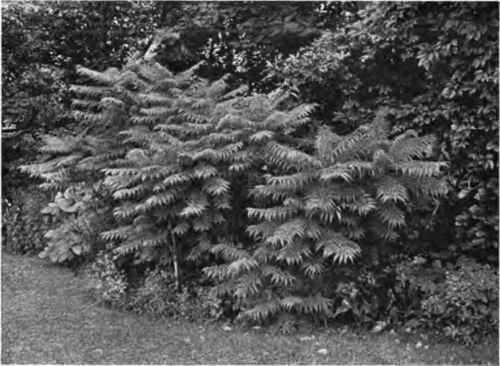A good treatment of sumac, planted against a background, and cut to the ground now.