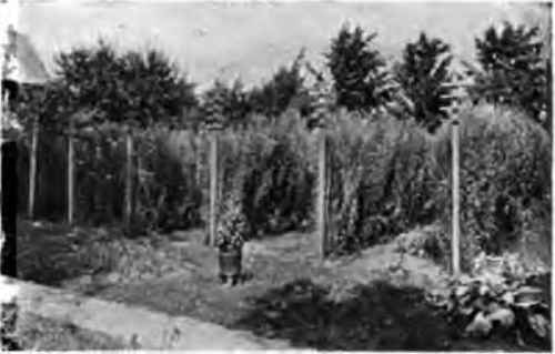 A sweet pea garden near Springfield, Mass.