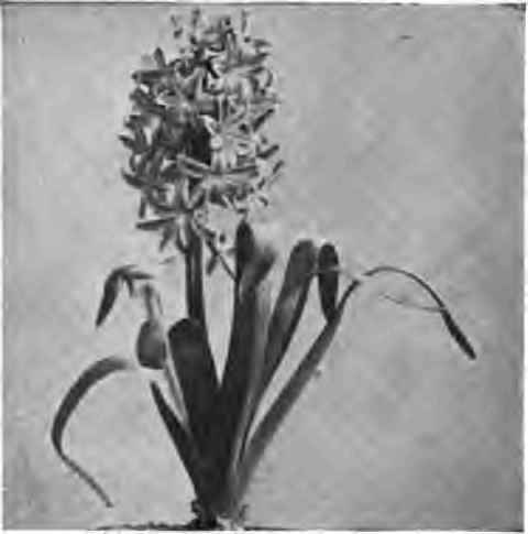 A truss of hyacinth.