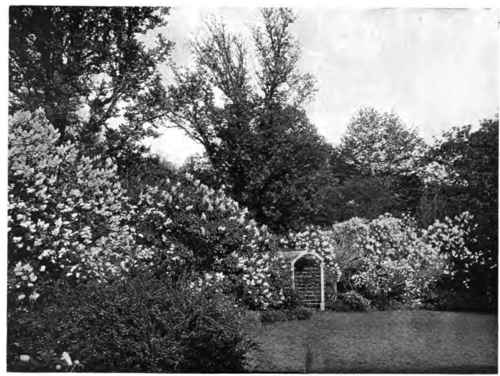 A tunny corner grown wild with illace.
