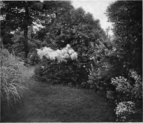 A vista of hardy herbs, shrubs, and trees.