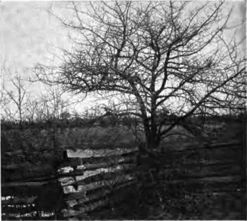 A wild plum (Prunus Americana).