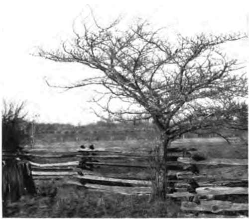 A wild thorn apple tree.