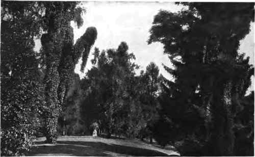 An aged or dead tree can often be completely covered by vines with good effect.