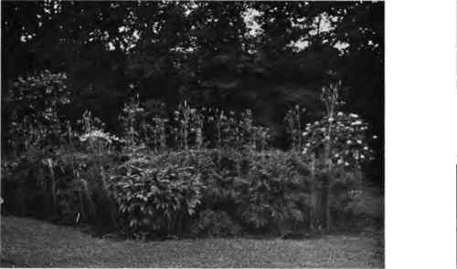 An example of companion crops in floriculture   peonies and Lilium superbum.