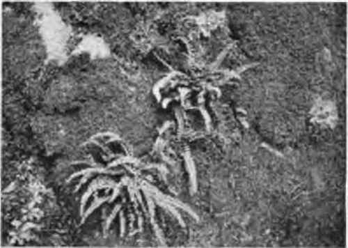 Asplenium Trichomanes, the fern which the English call maidenhair.