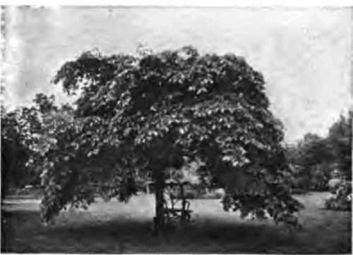 Camperdown elm.