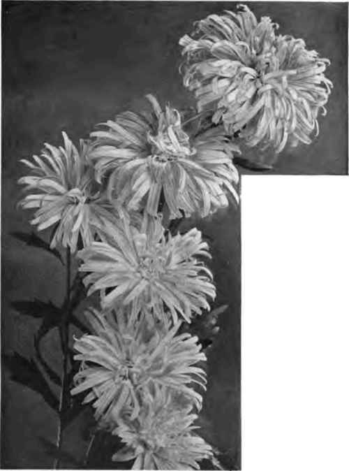 China asters the comet type.