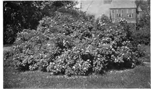 Clump of one of the wild roses, showing good shrub effects as well as good bloom.