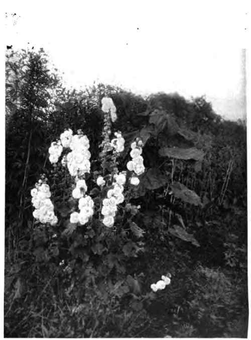 Double hollyhocks in a border of perennials The hollyhock it biennia.