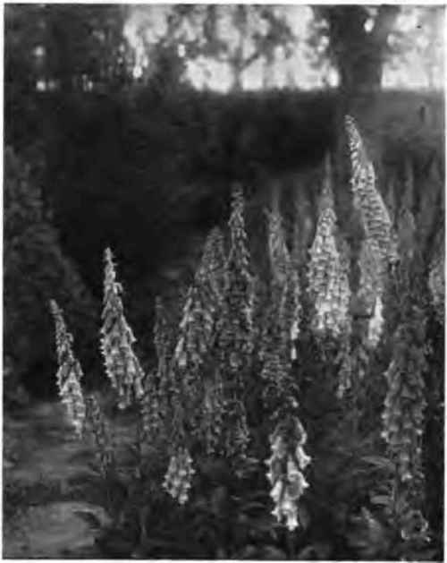 Foxgloves In a border.