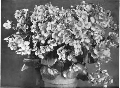 Glolre de Lorraine Begonia   now a popular winter plant.